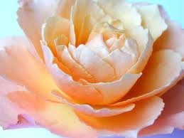 rose2