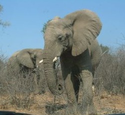438574_elephants_4