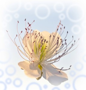 Dream.flower-286x300