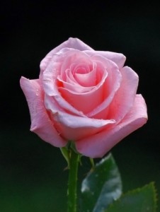 Pink.Rose_-226x300