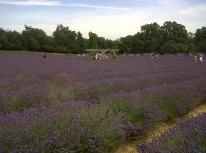 Mayfield Lavender near Banstead