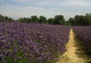 Mayfield Lavender
