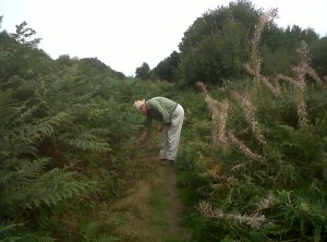 Walking through the bracken in Reigate Park