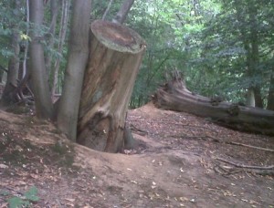 Found in Reigate Park: Hobbit House?