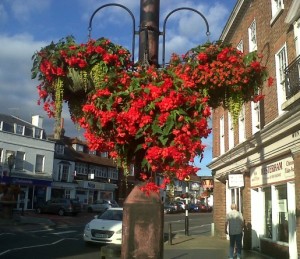 Hanging basket basking in the summer sun