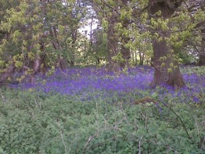 Bluebells on Reigate Hill