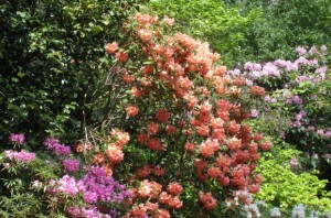 Wisley Gardens in May. Riotous colours on display limbering up for summer.