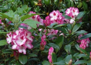 More from Wisley. Rhododendron Close-up