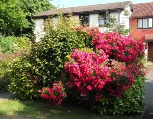The shrub rose bush in the front garden, in full flowering glory.