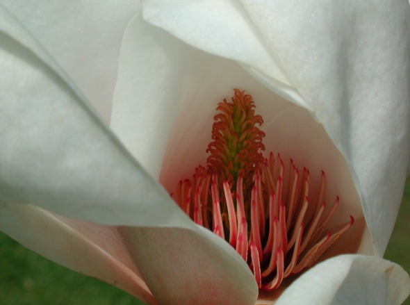 Tender Inner Magnolia