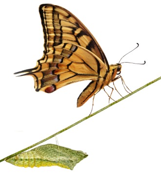 Swallow Tail Butterfly