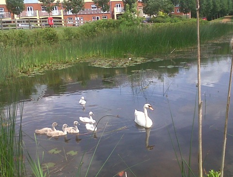 swan, cygnets, swan family, pond, raising a swan family
