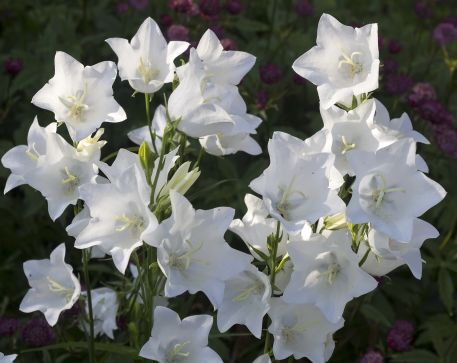 Appreciation, Canterbury Bells, White Campanula, English garden