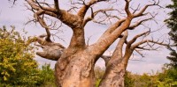 baobab, adansonia digitata, upside down tree, monkey bread tree