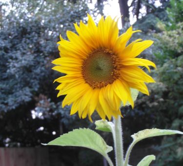 sunflower, garden, summer, single flower, tall, symbol of summer