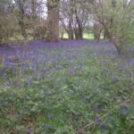Bluebells on Reigate Hill